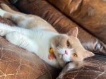 Cute Cat2