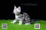 Cute Cat4