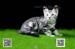 Cute Cat2