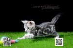 Cute Cat3