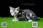 Cute Cat3