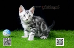 Cute Cat3
