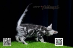 Cute Cat3