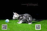 Cute Cat3