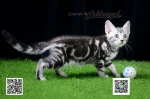 Cute Cat2