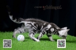 Cute Cat2