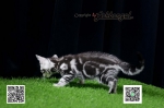Cute Cat5