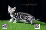 Cute Cat3