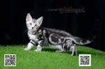 Cute Cat2