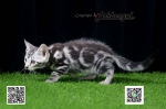 Cute Cat2