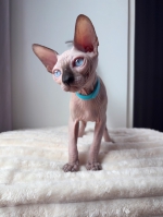 Cute Cat3