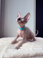 Cute Cat3