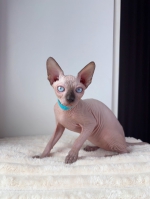 Cute Cat3