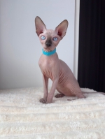 Cute Cat3