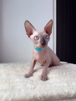 Cute Cat5