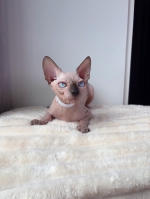 Cute Cat2
