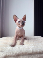 Cute Cat2