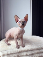 Cute Cat2