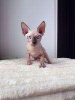 Cute Cat2