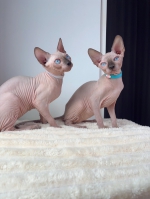 Cute Cat2