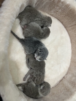 Cute Cat2