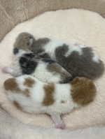 Cute Cat2