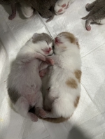 Cute Cat2