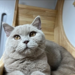 Cute Cat2