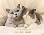 Cute Cat2