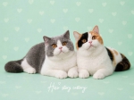 Cute Cat2