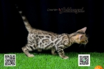 Cute Cat2