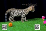 Cute Cat2