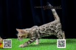 Cute Cat3